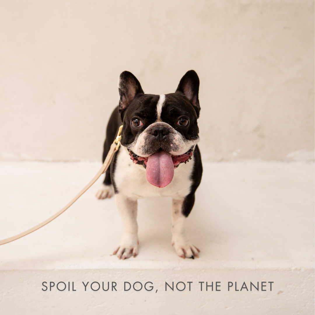 The Cupertino AirTag Collar by Nina Woof