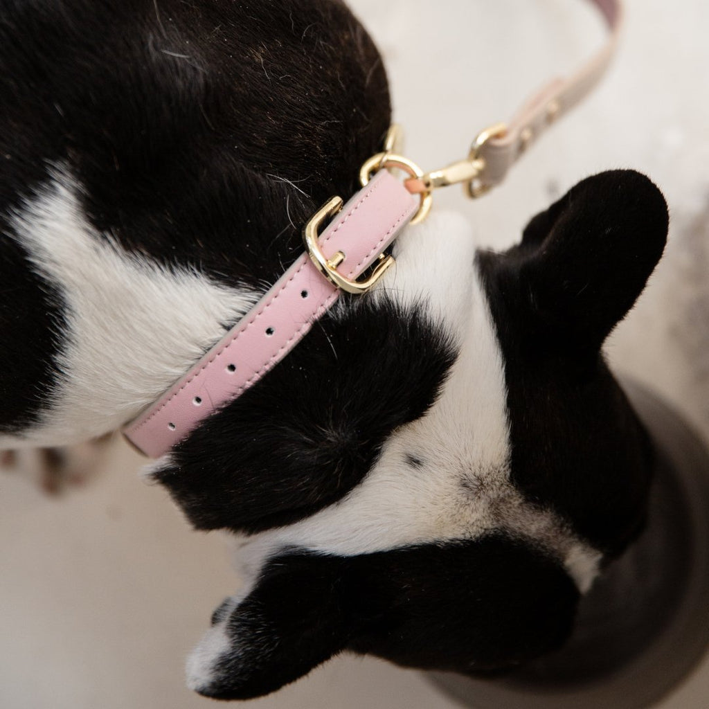 The Cupertino AirTag Collar by Nina Woof