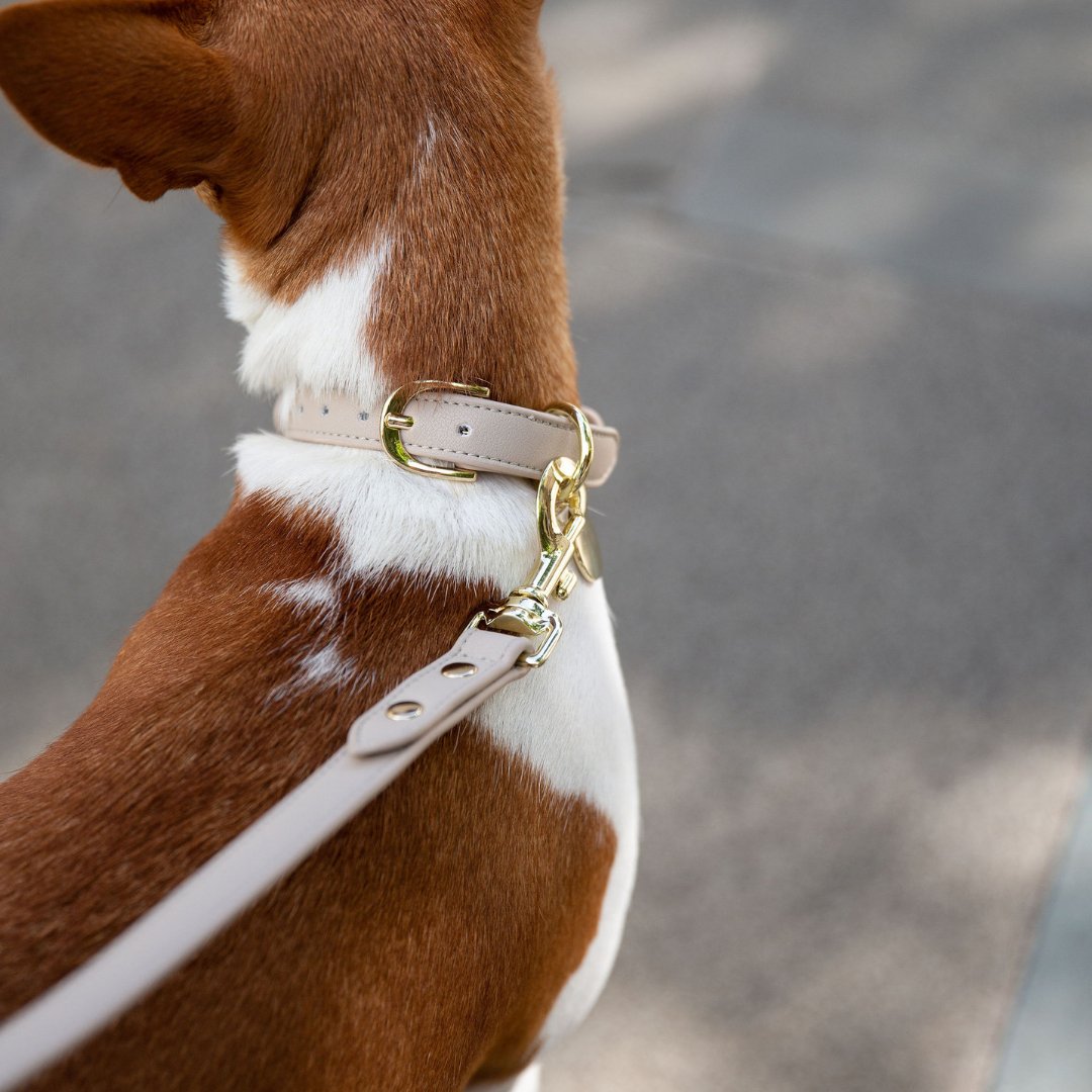 The Cupertino AirTag Collar by Nina Woof