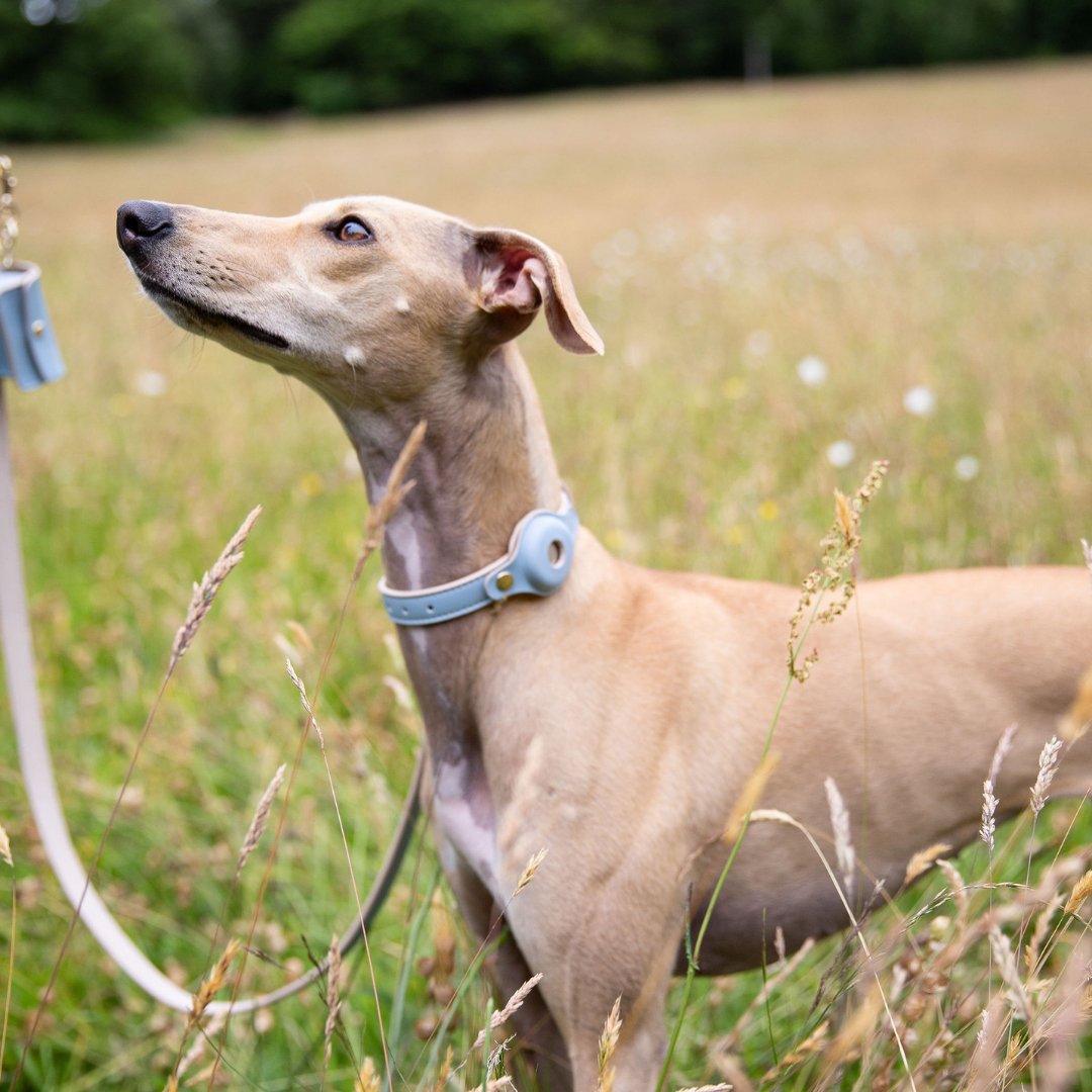 The Cupertino AirTag Collar by Nina Woof