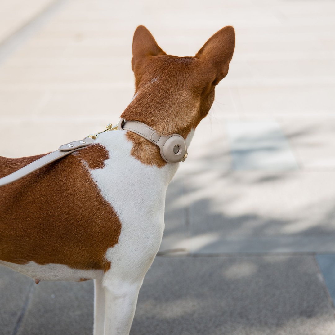 The Cupertino AirTag Collar by Nina Woof
