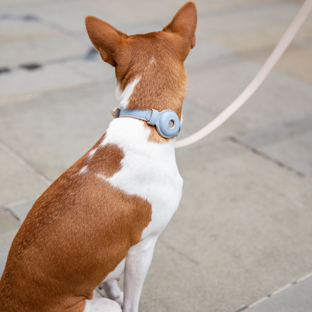 The Cupertino AirTag Collar by Nina Woof