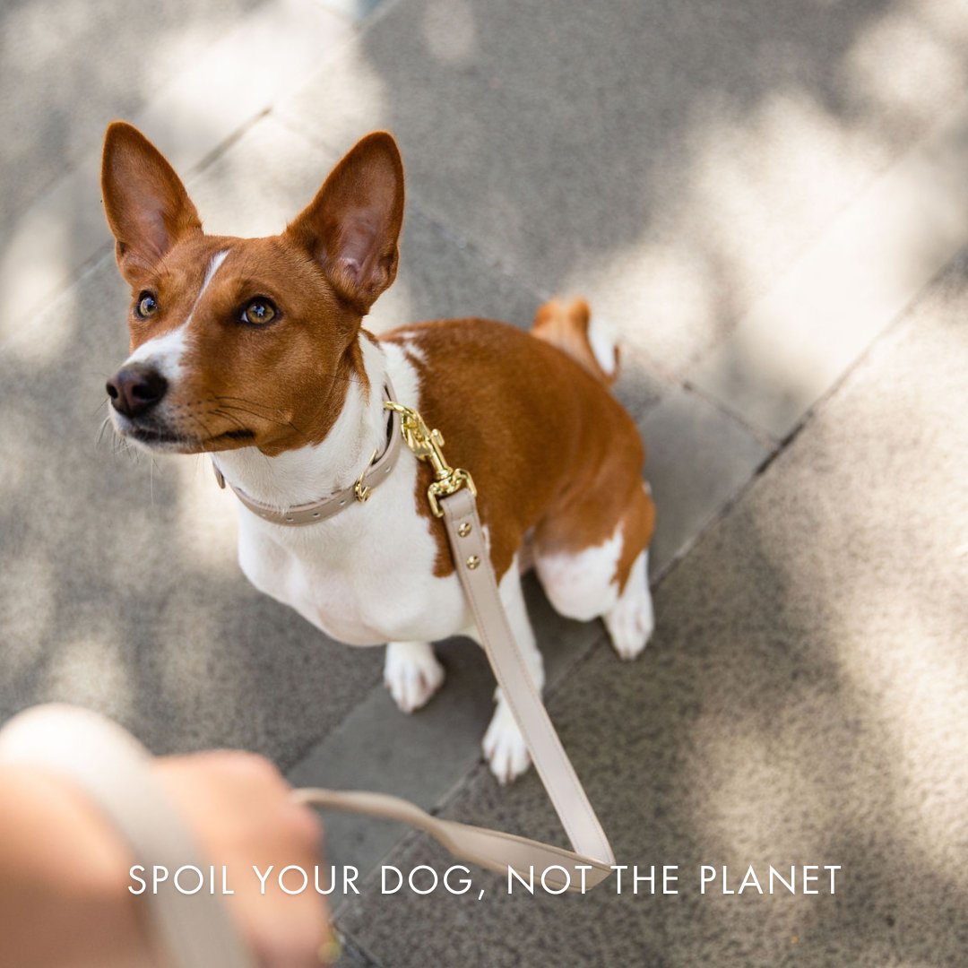 The Cupertino AirTag Collar by Nina Woof